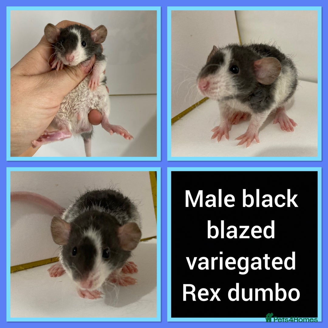Rat rodents for sale: Adorable Dumbo Baby Rats ❤️ - Image 20