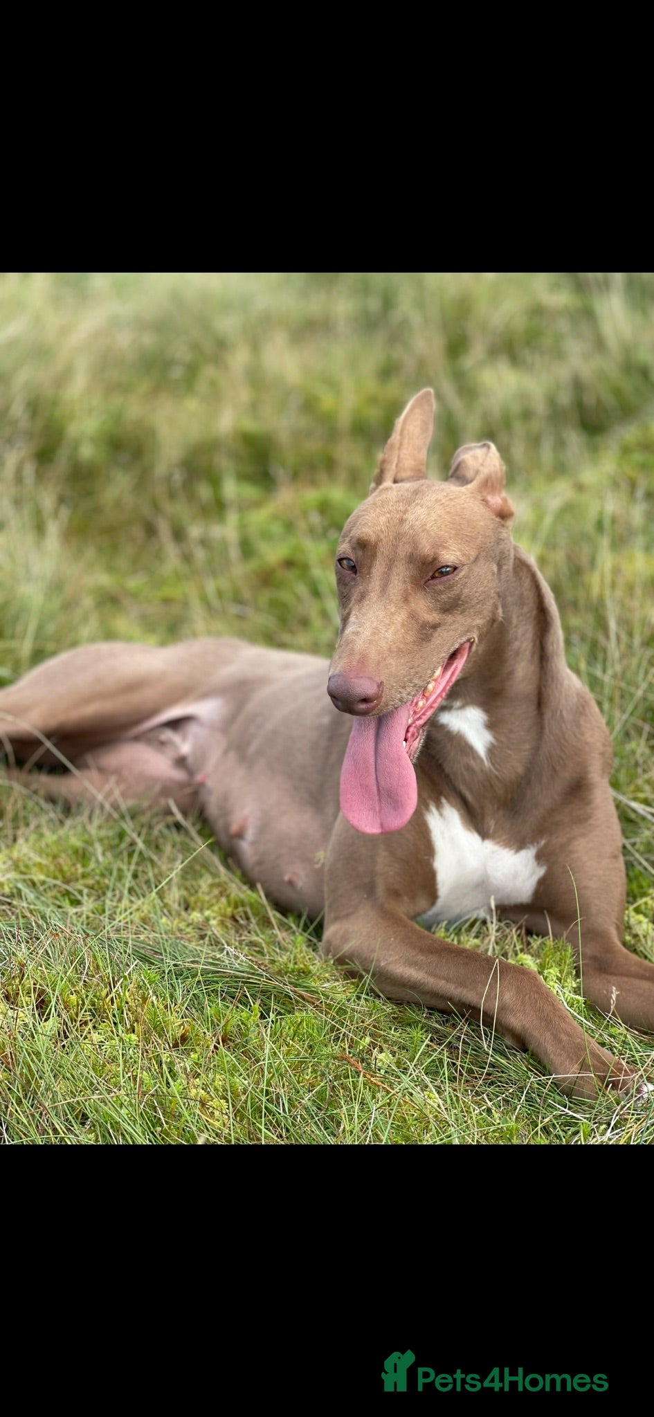 Mixed Breed dogs Bull x lurcher perfect working dog or pets  - Advert 2