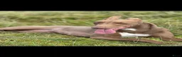 Mixed Breed dogs for sale: Bull x lurcher perfect working dog or pets  in Alston - Advert 1