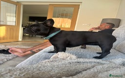 French Bulldog dogs for sale: French bulldog female  - Image 3