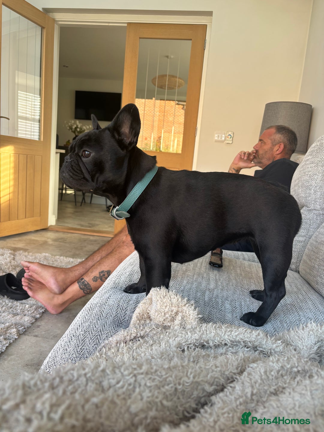 French Bulldog dogs for sale: French bulldog female  - Image 3