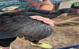 Chickens poultry for sale: Beautiful rare Norfolk grey cockerels - Image 6