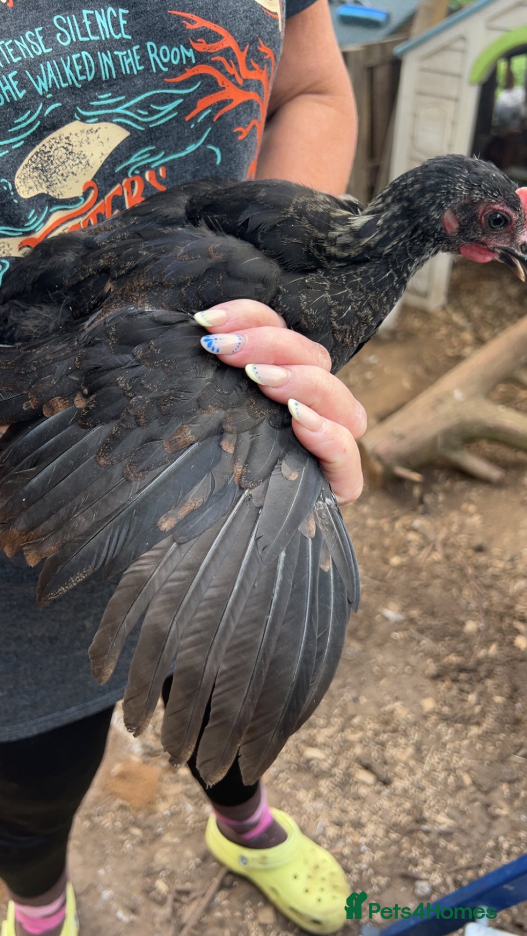 Chickens poultry for sale: Beautiful rare Norfolk grey cockerels - Image 6