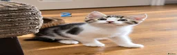 Mixed Breed cats for sale: 🐾 6 Adorable & Playful Kittens - 1 Girl & 5 Boys - Advert 25