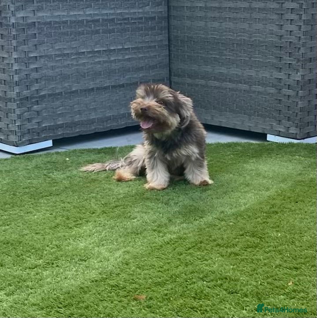Yorkshire Terrier dogs for sale: 5-year-old chocolate girl - Image 2