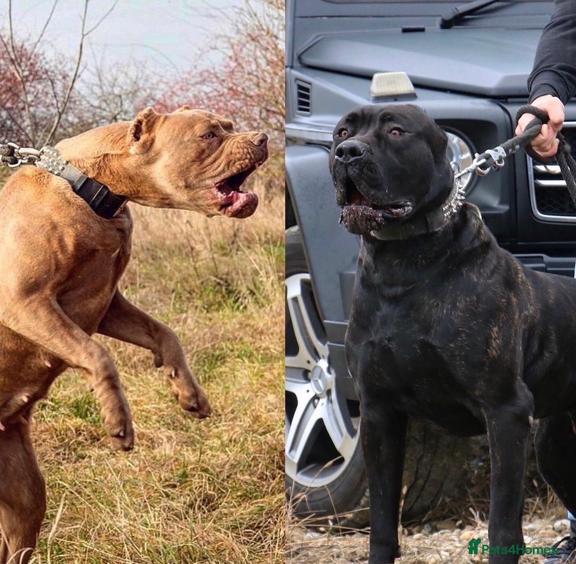 Bandog dogs Bandog male and female available  - Advert 1