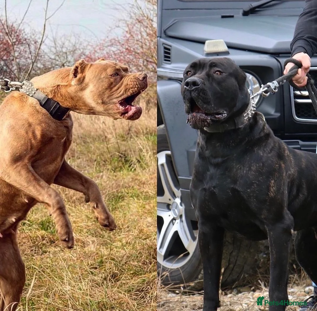 Bandog dogs for sale: Bandog male and female available  in Smethwick - Advert 1