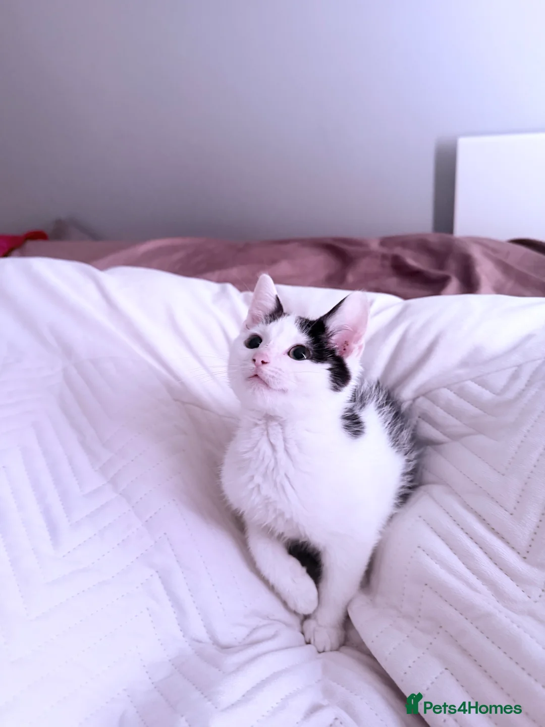 Domestic Shorthair cats for sale: Boy kitten - Advert 2