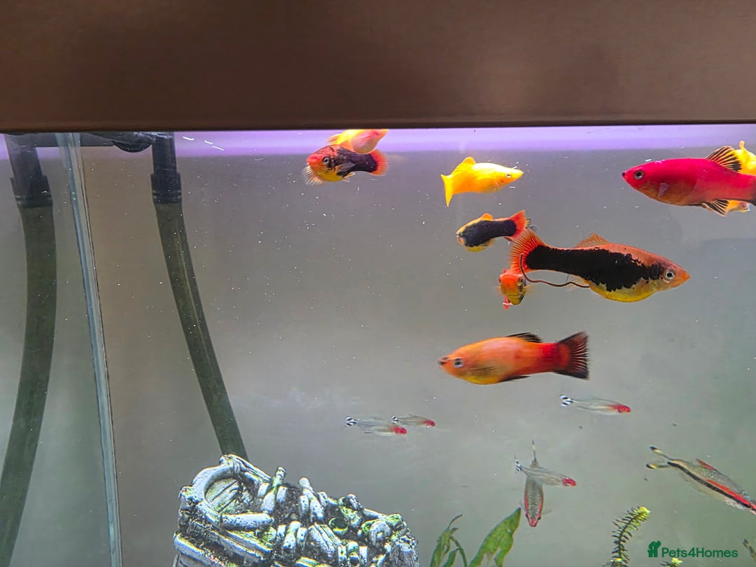 Other/Mixed Breed fish for sale: COMPLETE AQUARIUM SET - Image 5