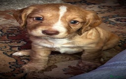 Cocker Spaniel dogs for sale: Gorgeous cocker spaniel puppies  - Image 3