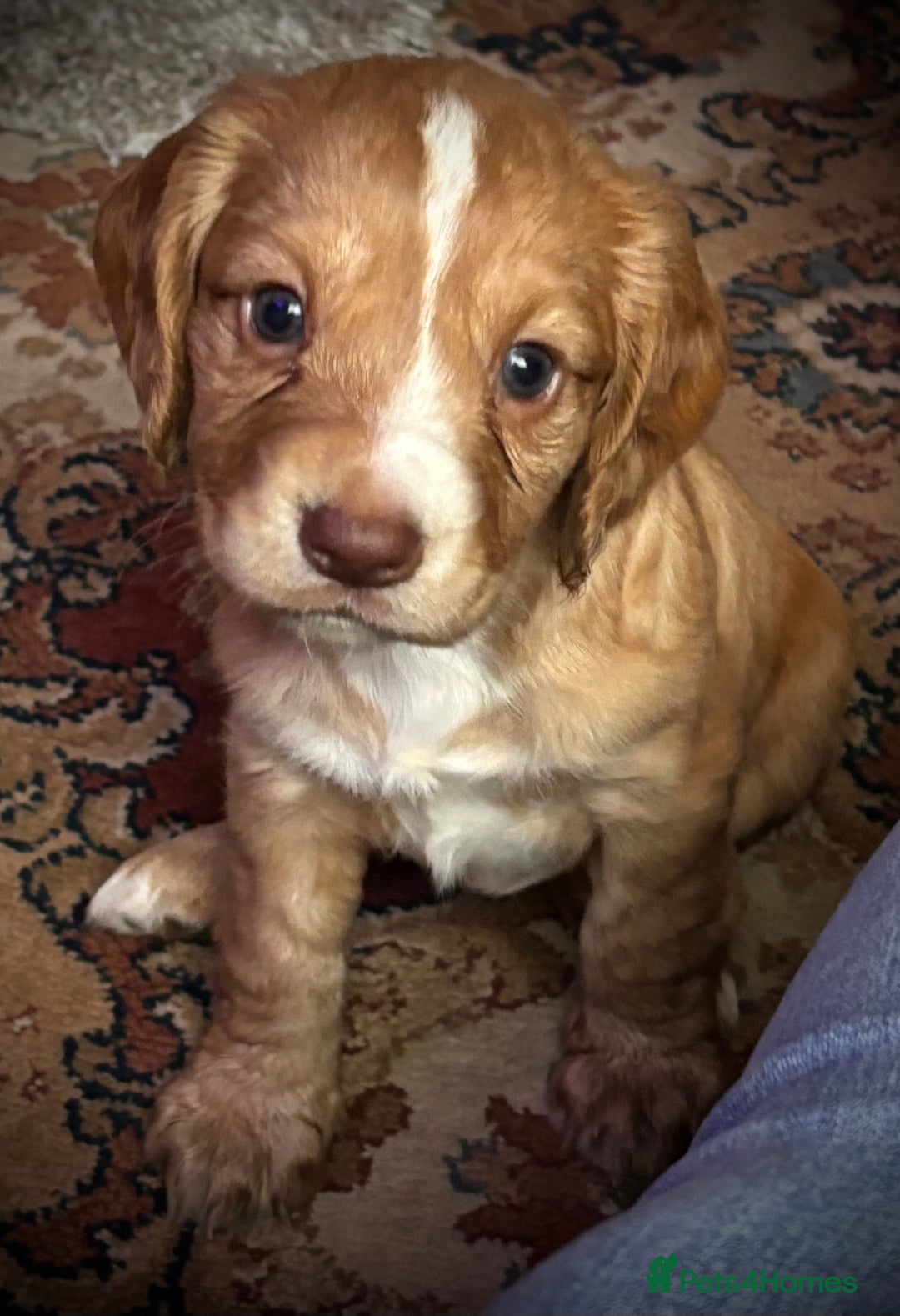 Cocker Spaniel dogs for sale: Gorgeous cocker spaniel puppies  - Image 3