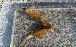 Dragon reptiles for sale: G Stripe, Dunner STUNNING loads of colour  - Image 6