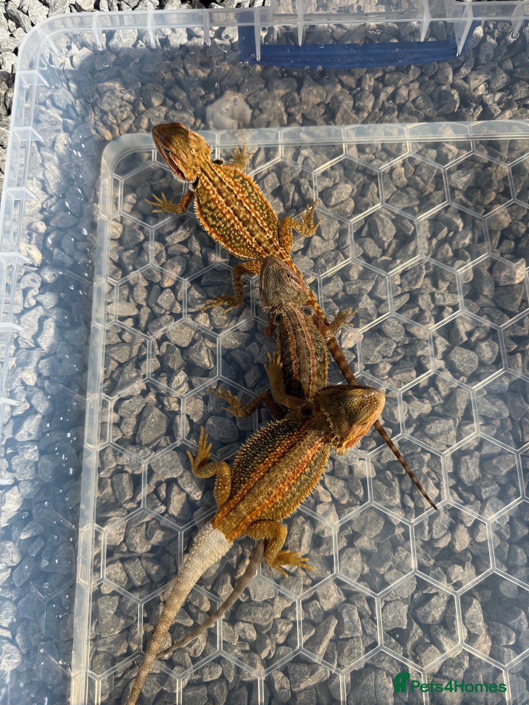 Dragon reptiles for sale: G Stripe, Dunner STUNNING loads of colour  - Image 6