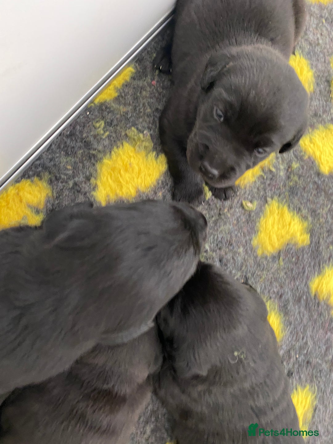 Labrador Retriever dogs for sale: Black Labrador puppies  - Image 2