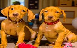 Hungarian Vizsla dogs for sale: Lovely Puppies Ready Soon - Image 2
