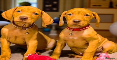 Hungarian Vizsla dogs - Advert 4