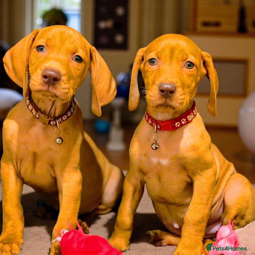 Hungarian Vizsla dogs for sale: Lovely Puppies Ready Soon - Image 2
