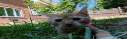 Mixed Breed cats for sale: Ginger and white kittten in Birmingham - Advert 2