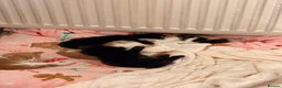 Domestic Shorthair cats for sale: Black fluffy male kitten  - Advert 9