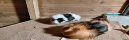 Guinea Pig rodents for sale: Abyssinian Sows (other guinea-pigs also available) - Advert 2