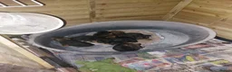 Border Terrier dogs for sale: Cracking litter of 8 boarder terrier  - Advert 20