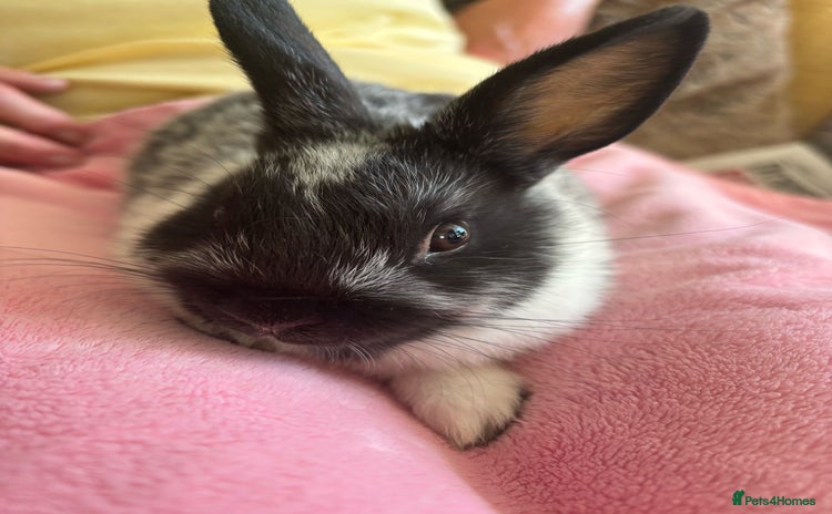 Netherland Dwarf rabbits - Advert 15