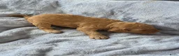 Cockapoo dogs for sale: Cockapoo f2 puppies - Advert 8