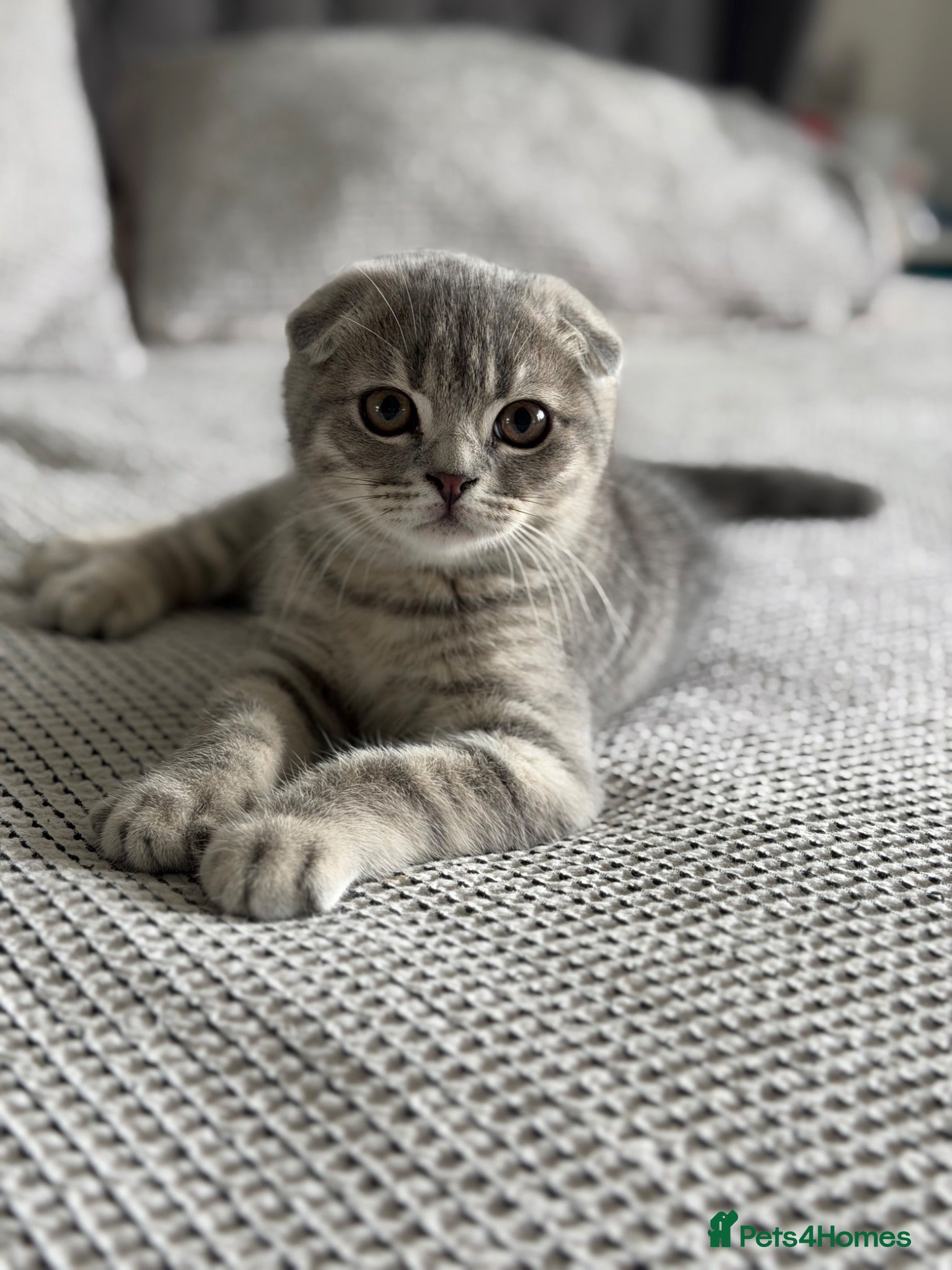 Scottish Fold cats LAST Scottish Fold – Ready Now - Advert 15