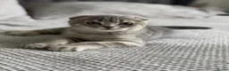 Scottish Fold cats for sale: LAST Scottish Fold – Ready Now - Advert 1