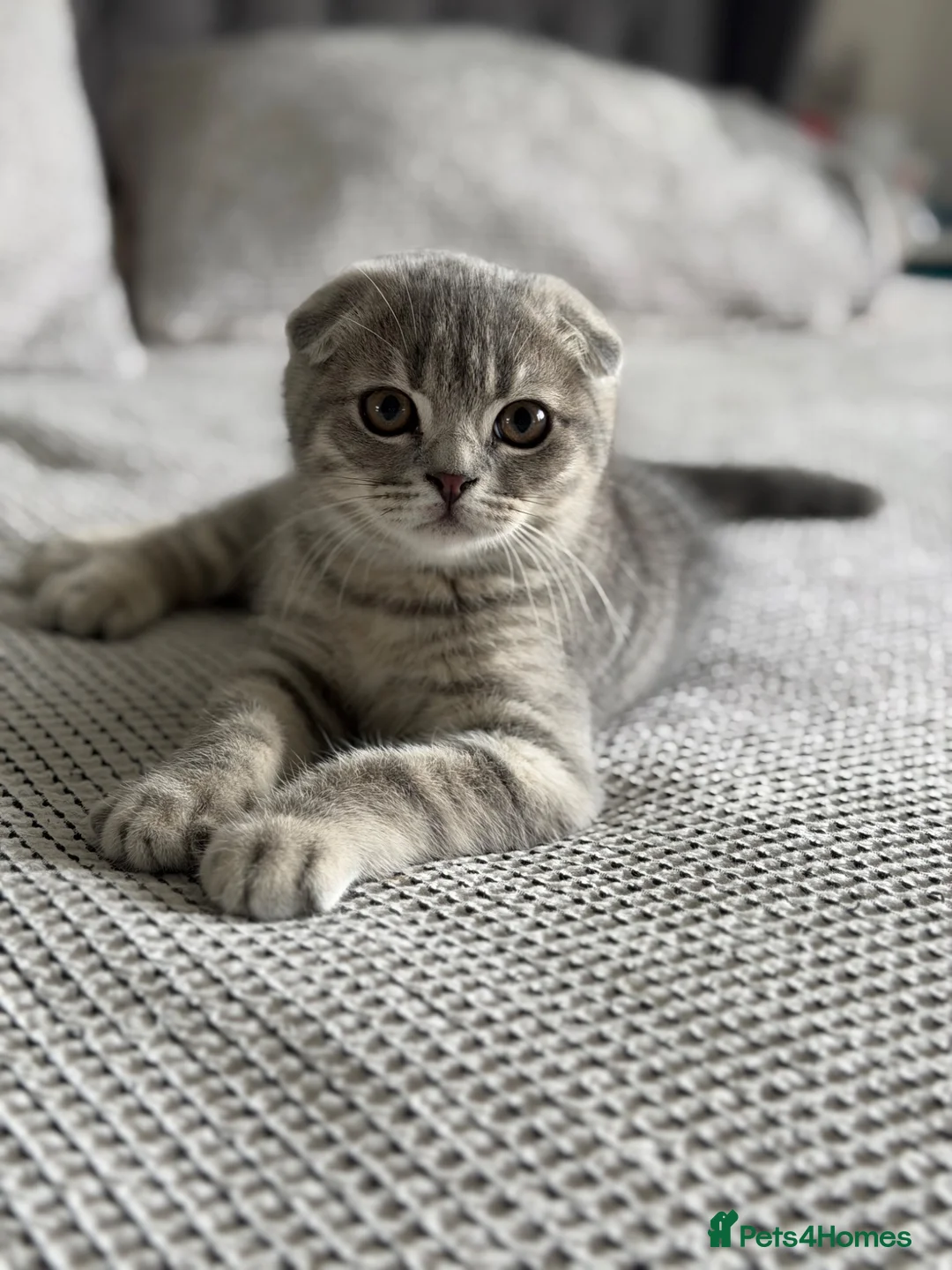 Scottish Fold cats for sale: LAST Scottish Fold – Ready Now - Advert 1