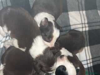 Border Collie dogs Litter of 7 border collies - Advert 13