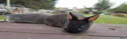 Netherland Dwarf rabbits for sale: Netherland dwarf £100 each - Advert 7