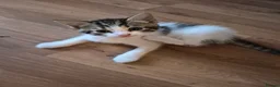 Mixed Breed cats for sale: Kittens - Advert 3