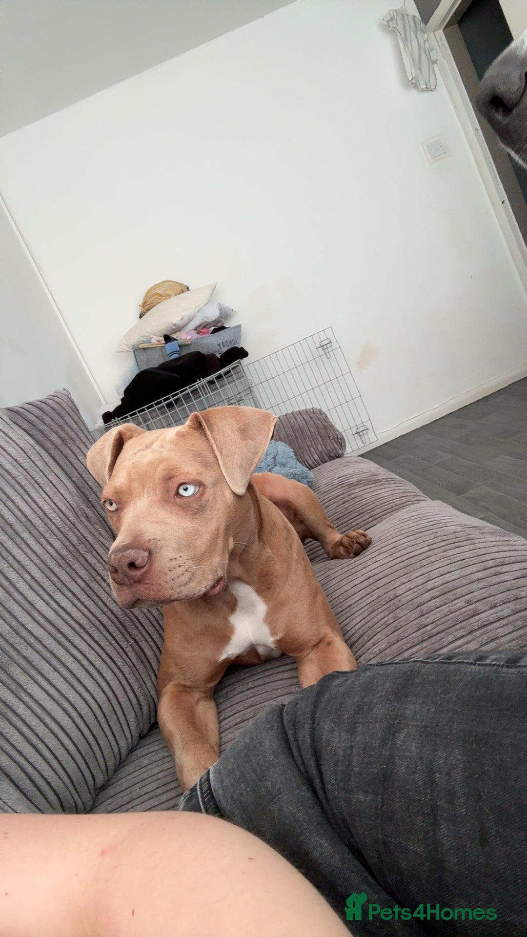Mixed Breed dogs for sale: Cane corso x presa canario  - Image 2