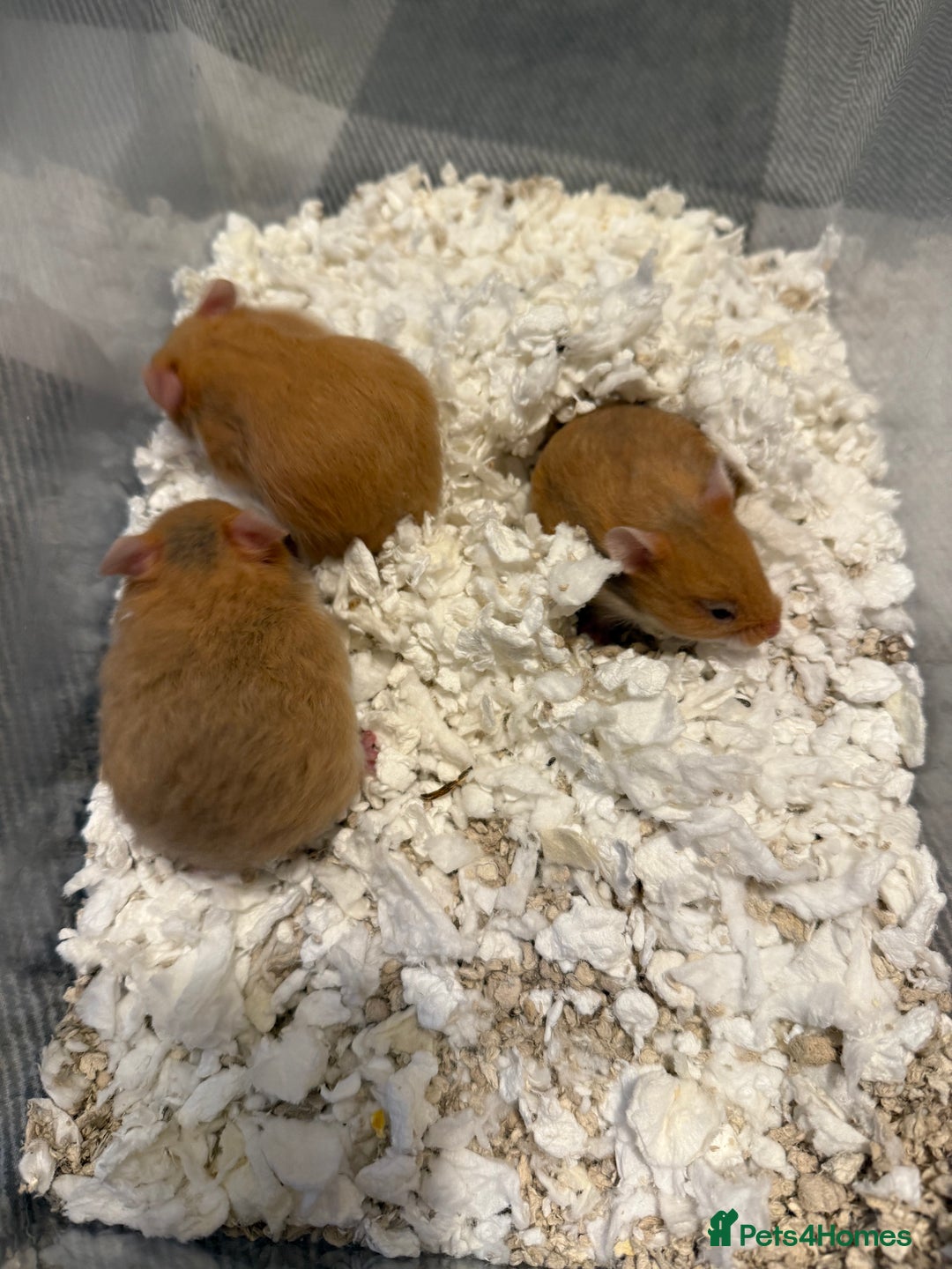 Hamster rodents for sale: Adorable Pedigree Syrian Hamster Pups  - Advert 3