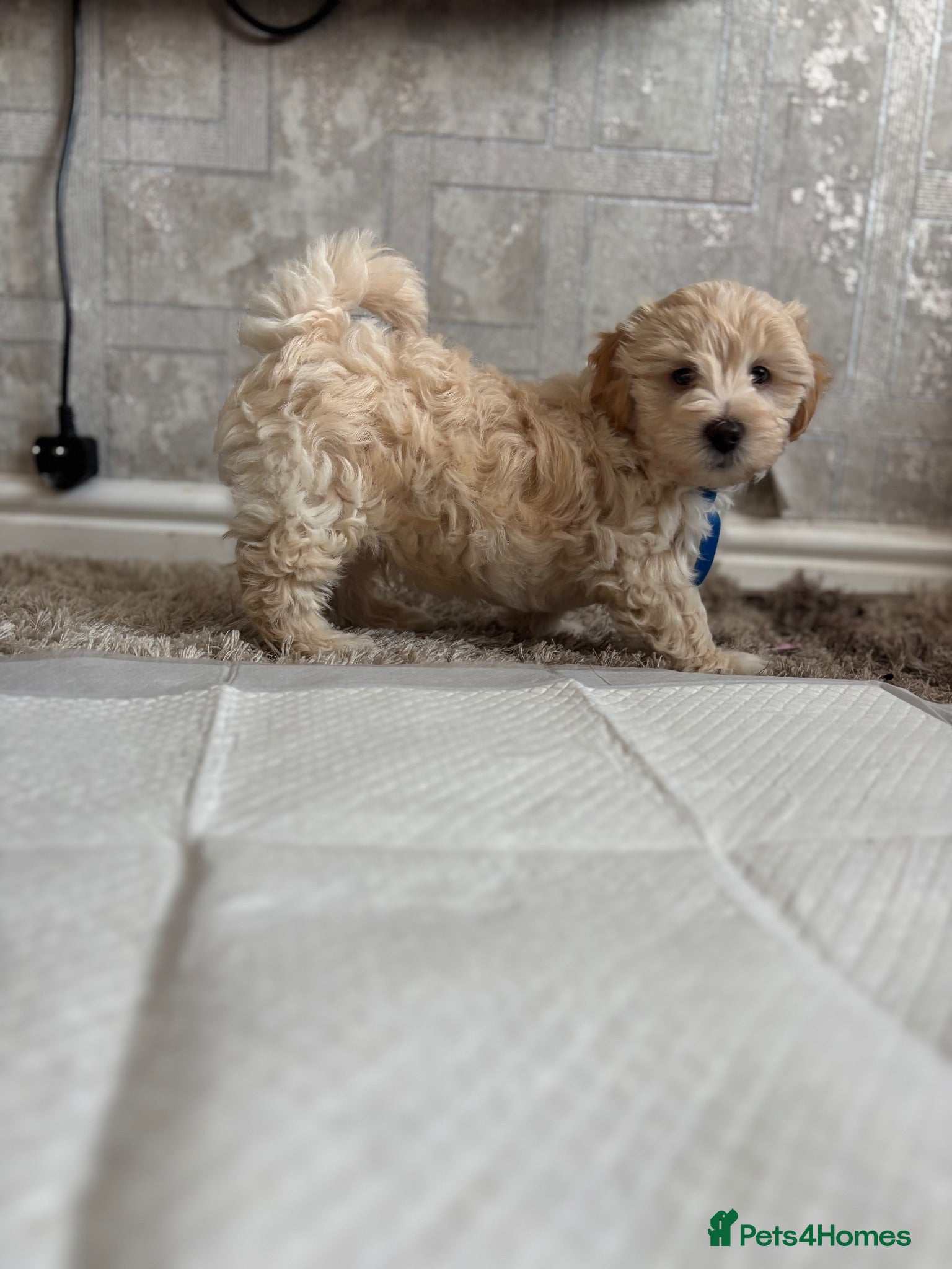 Yorkiepoo dogs Beautiful Yorkie-poo puppies  - Advert 2