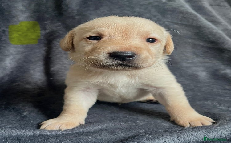 Labrador Retriever dogs - Advert 4