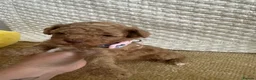 Cockapoo dogs for sale: Beautiful cockapoo pups  - Advert 2