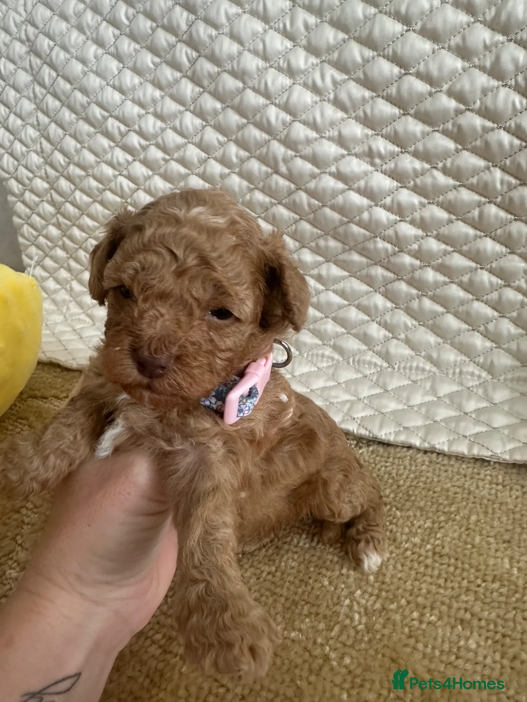 Cockapoo dogs for sale: Beautiful cockapoo pups  - Advert 2