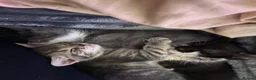 Mixed Breed cats for sale: Beautiful kittens - Advert 6