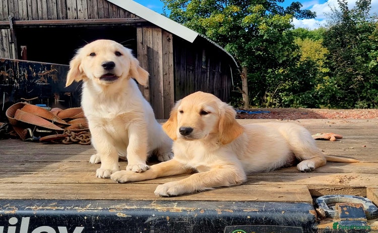 Golden Retriever dogs - Advert 3