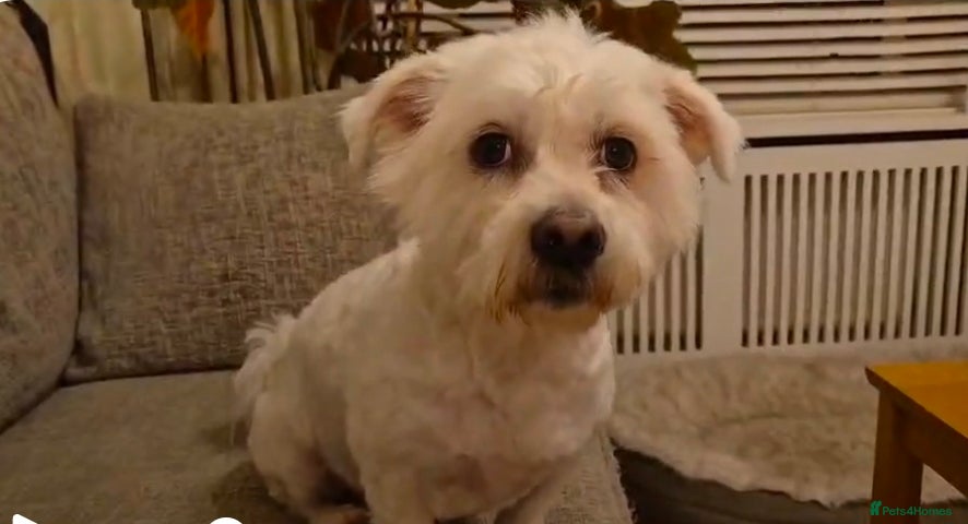 Mixed Breed dogs NORRIS  - Advert 1