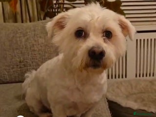 Mixed Breed dogs NORRIS - Advert 1