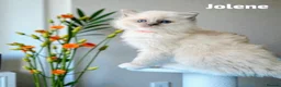 Ragdoll cats for sale: Stunning fluffy blue-point ragdoll female kittens  - Advert 7