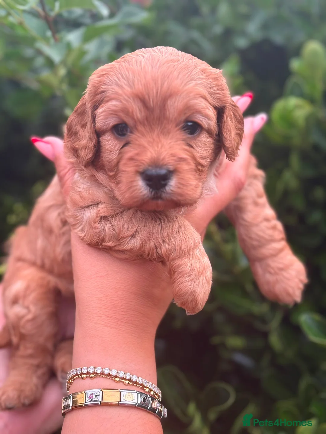 Cavapoo dogs for sale: Gorgeous Cavapoo  in Sandy - Advert 2