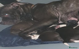 Mixed Breed dogs for sale: Staff x shar pei puppies  - Image 1