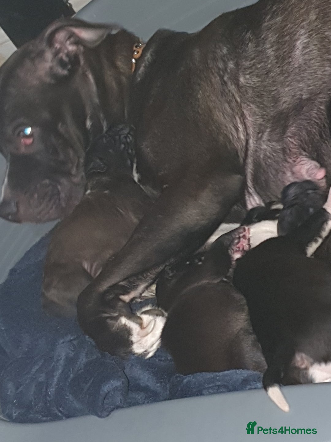 Mixed Breed dogs for sale: Staff x shar pei puppies  - Image 1