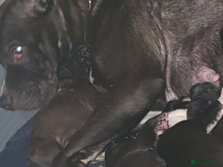 Mixed Breed dogs - Advert 25