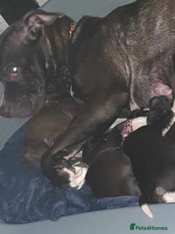 Mixed Breed dogs - Advert 1