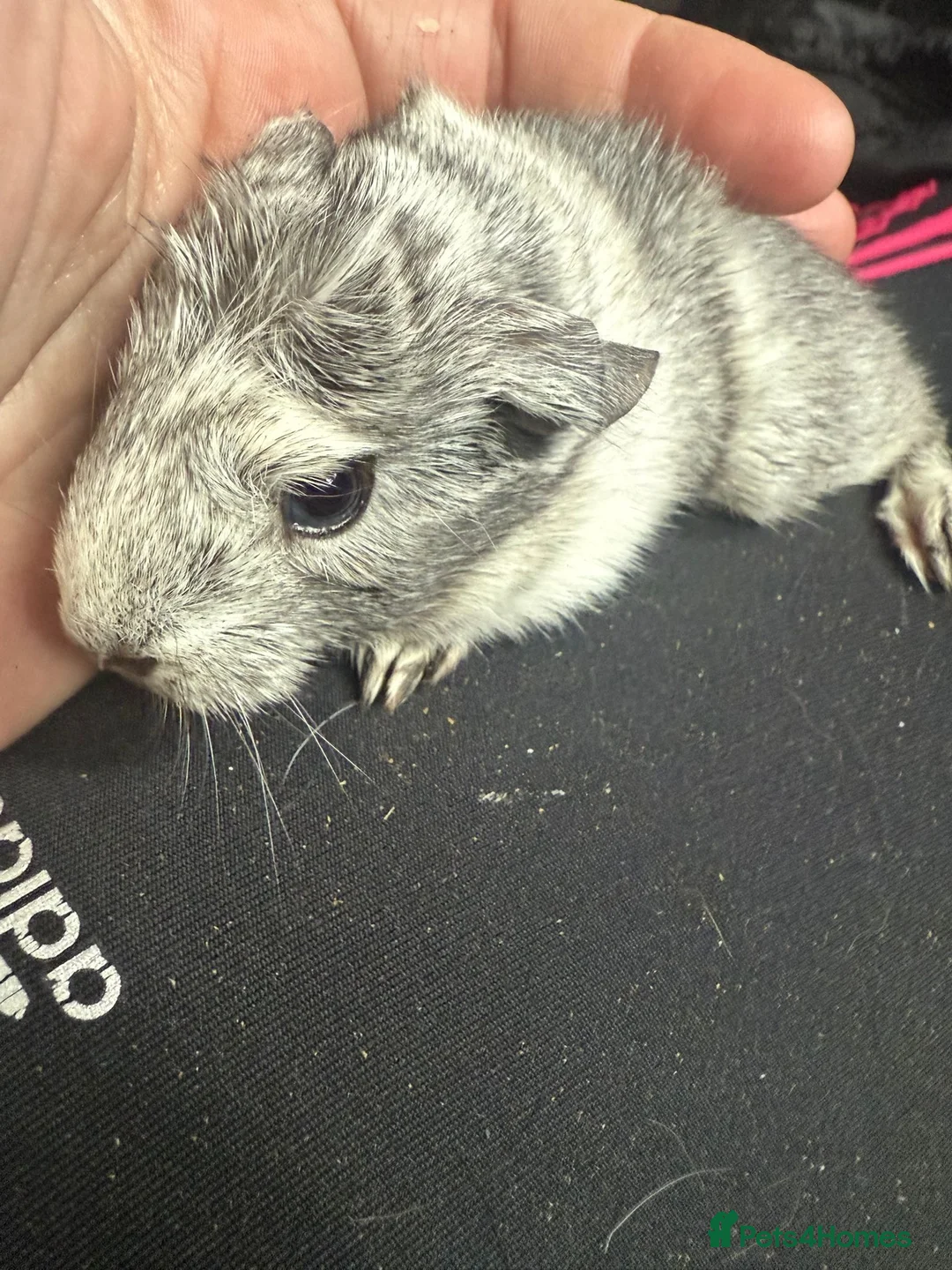 Guinea Pig rodents for sale: 5 Baby Guinea Pigs Mixed Sex Born 26/3 - Advert 2